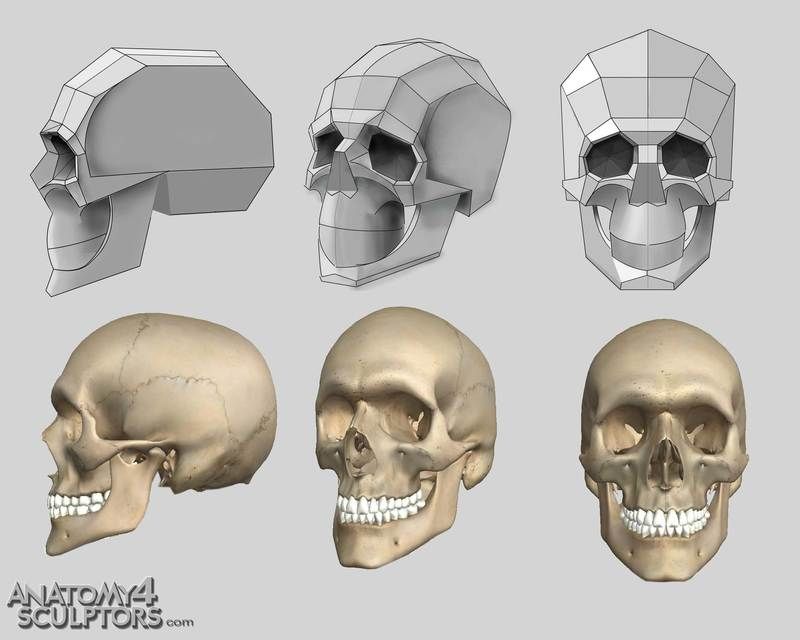 referencia de crânios para esculturas